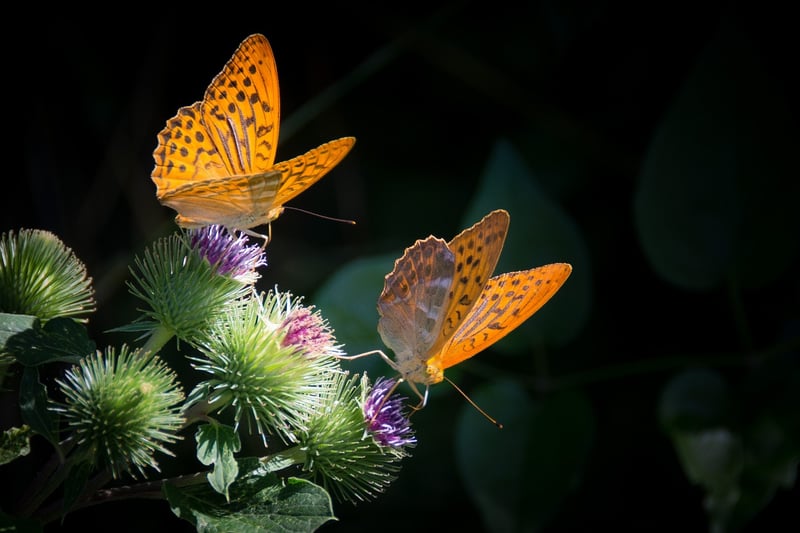 Butterfly Effect Prevention